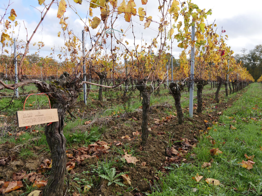 Виноградник на урожай